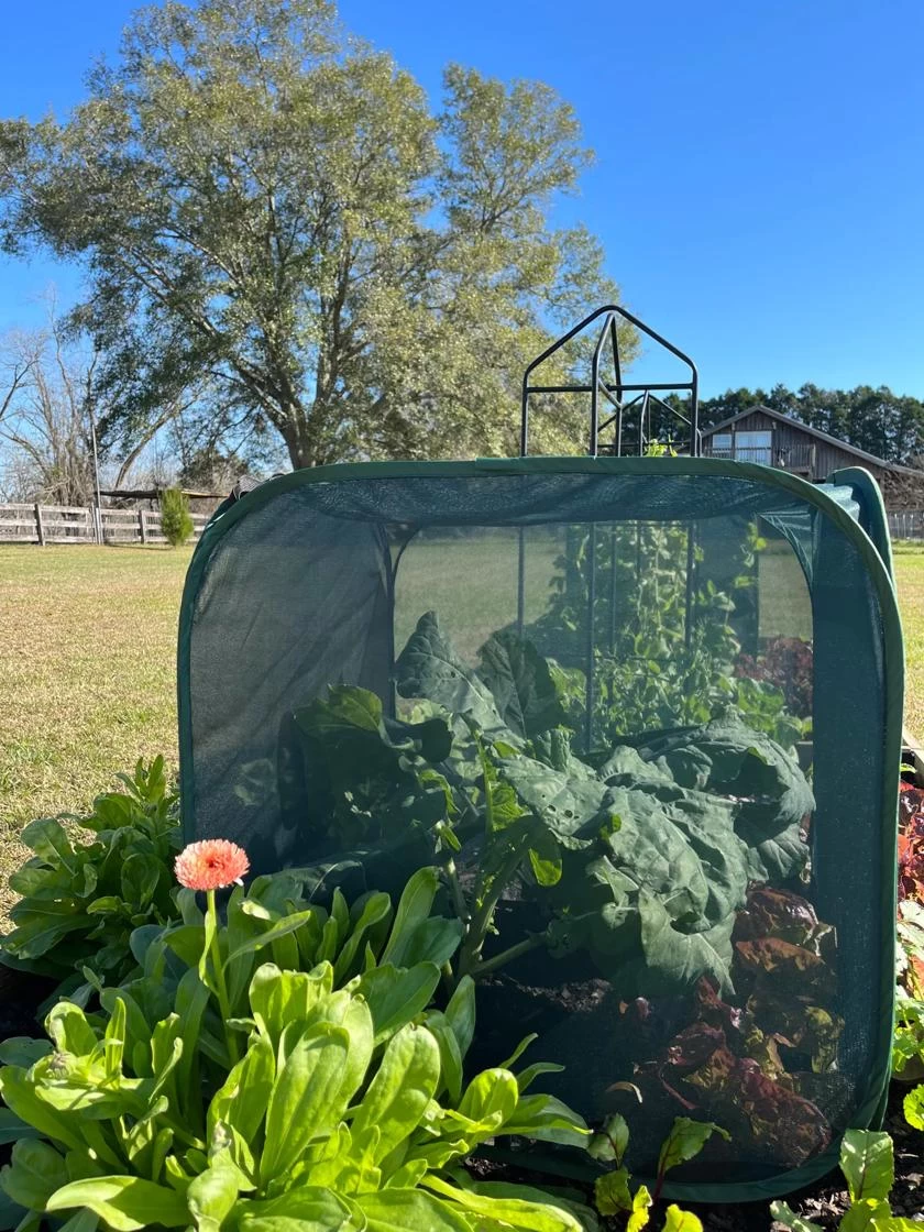 Pest Control Pop-Ups 2 Pest Control Pop-Ups - Image 2