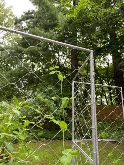 Chicken Wire Pea Trellis 18 Chicken Wire Pea Trellis -Garden Supplies 8612718 7302