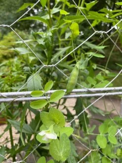 Chicken Wire Pea Trellis 16 Chicken Wire Pea Trellis -Garden Supplies 8612718 7307