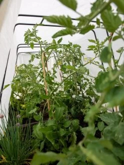 Cotton All Purpose Garden Cover -Garden Supplies 8612815 0039 tif