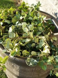 Round Rain Barrel With Planter, 35 Gallons -Garden Supplies 8612856WALNT 03V tif