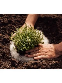 Hortiwool ®, 5 Pad Pack -Garden Supplies 8613263 06v