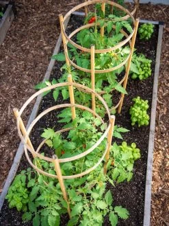 Bamboo Tomato Cages, Set Of 3 -Garden Supplies 8613426 6916