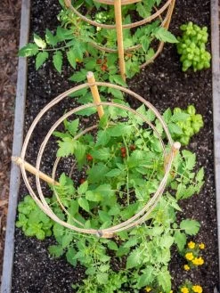 Bamboo Tomato Cages, Set Of 3 -Garden Supplies 8613426 6921