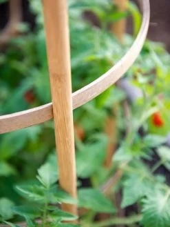 Bamboo Tomato Cages, Set Of 3 -Garden Supplies 8613426 6924