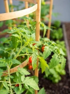 Bamboo Tomato Cages, Set Of 3 -Garden Supplies 8613426 6934