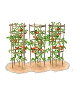 Bamboo Tomato Cages, Set Of 3 -Garden Supplies 8613426 art