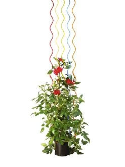 Rainbow Spiral Supports, Set Of 5 -Garden Supplies GS36377 03S tif