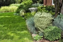 ShrubJacket Covers 7 ShrubJacket Covers -Garden Supplies gs39166 02